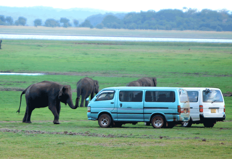 Minneriya Sri Lanka