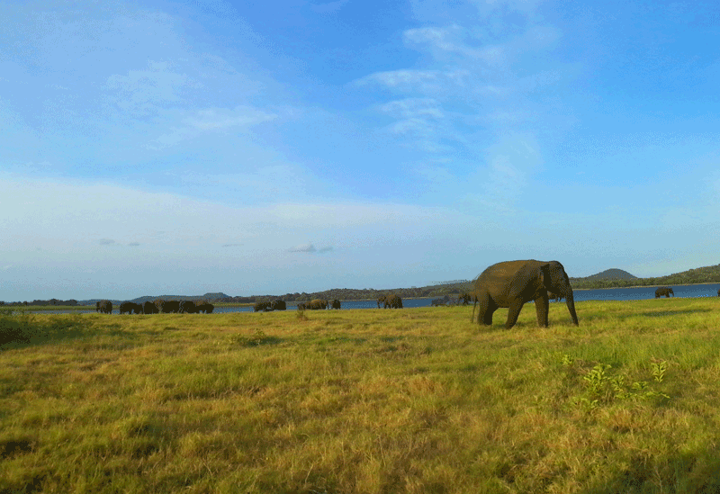 Minneriya Sri Lanka