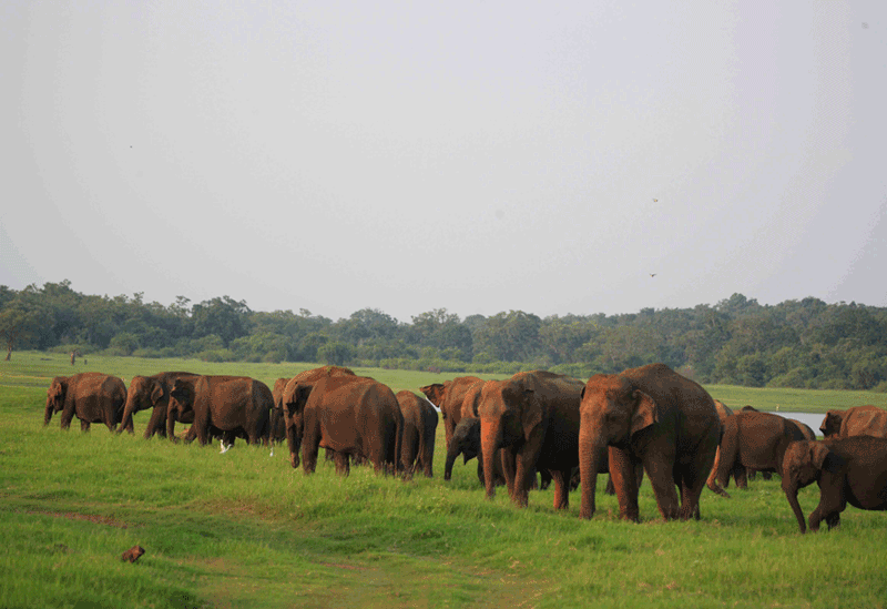 Minneriya Sri Lanka