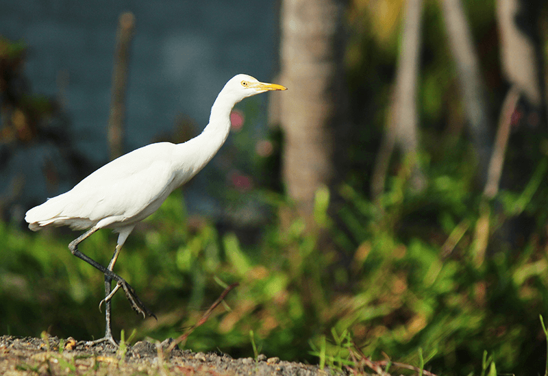 Negombo Sri Lanka