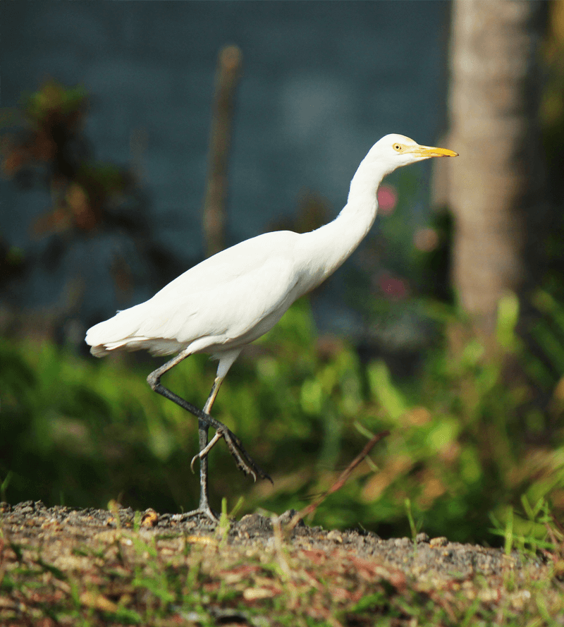 Muthurajawela Marsh