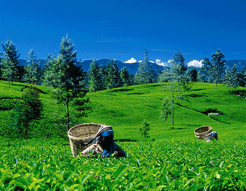 nuwara eliya