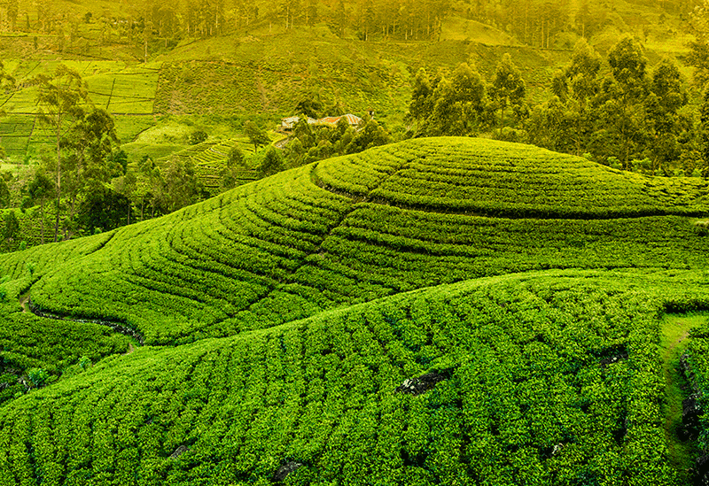 Nuwara Eliya Sri Lanka