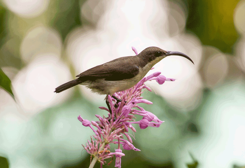 Nuwara Eliya Sri Lanka