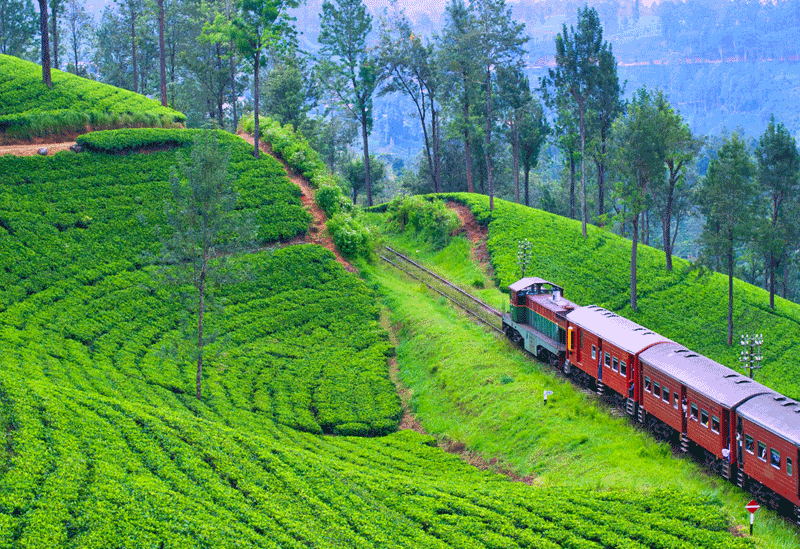 Nuwara Eliya Sri Lanka