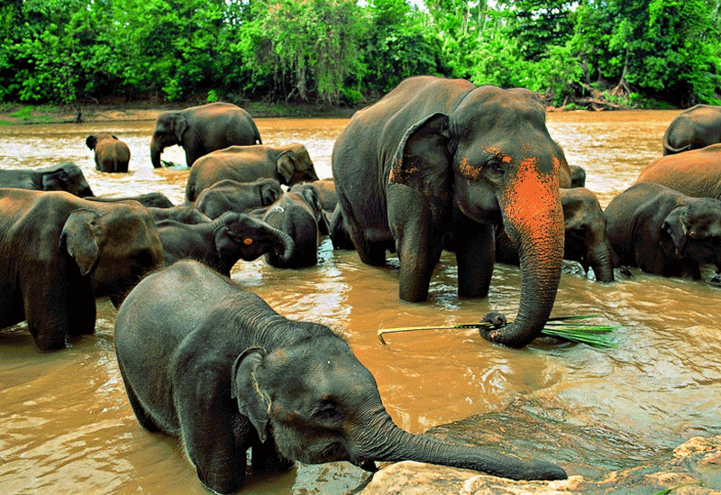 Pinnawala Sri Lanka