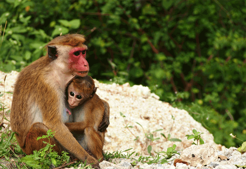 Pinnawala Sri Lanka