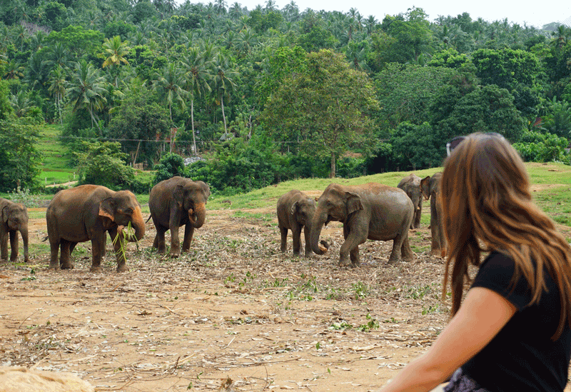 Pinnawala Sri Lanka