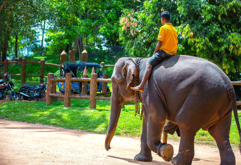 Pinnawala Sri Lanka