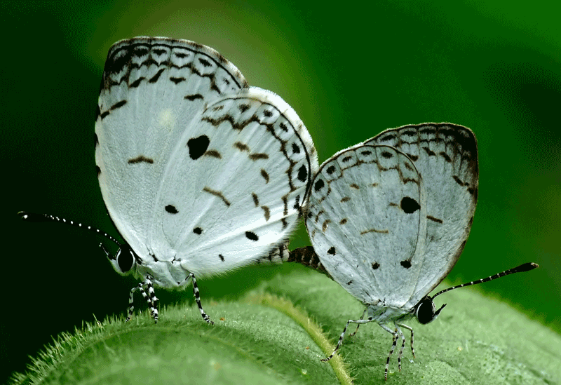 Pinnawala Sri Lanka