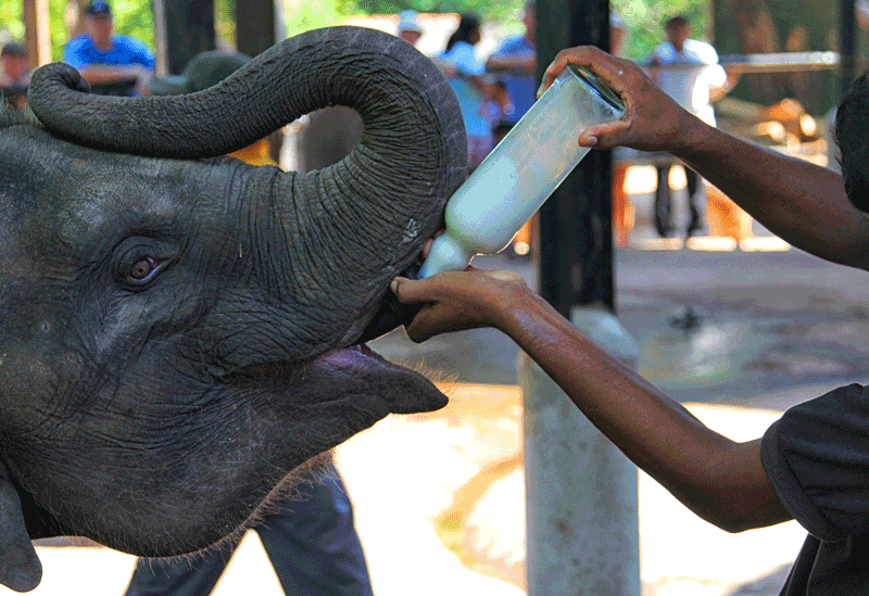 Pinnawala Sri Lanka