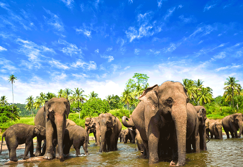 Pinnawala Sri Lanka