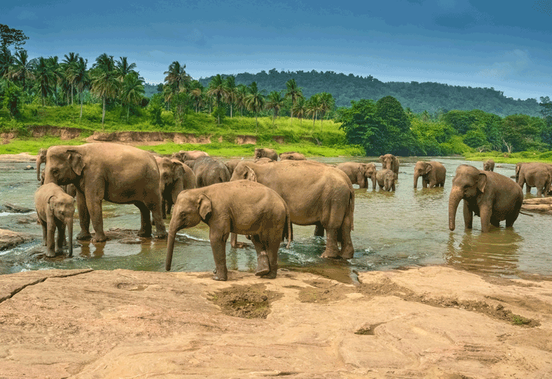 Pinnawala Sri Lanka