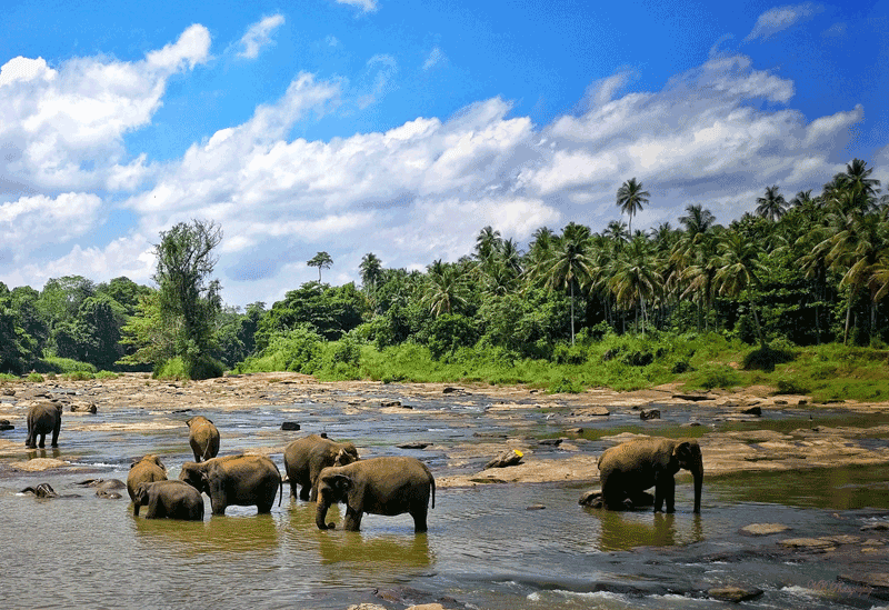 Pinnawala Sri Lanka
