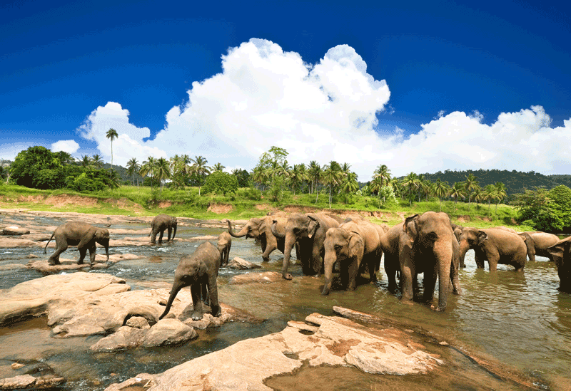 Pinnawala Sri Lanka