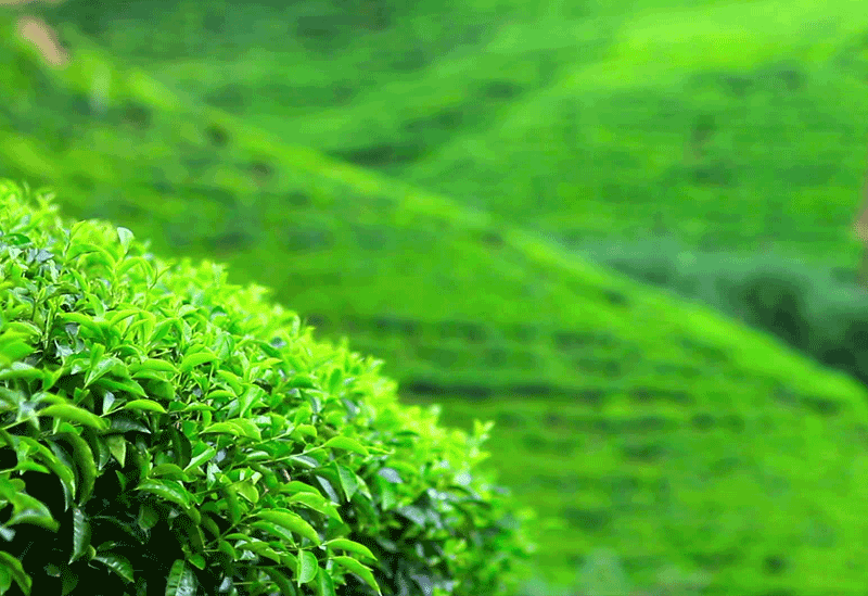 Pinnawala Sri Lanka