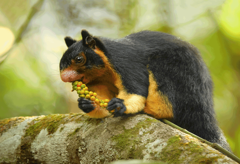 Rathnapura Sri Lanka