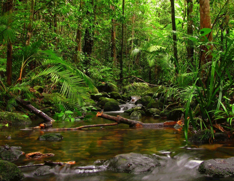 Sinharaja Forest Reserve