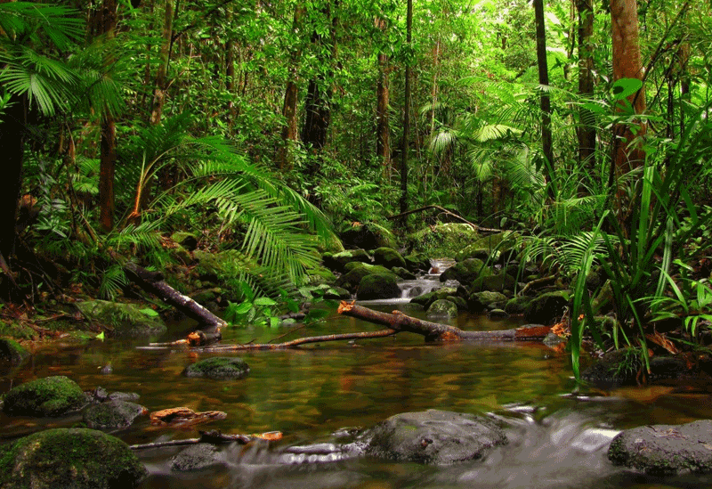 Sinharaja Forest Reserve Sri Lanka