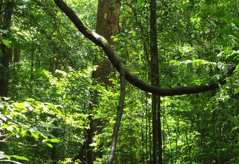 Sinharaja Forest Reserve Sri Lanka