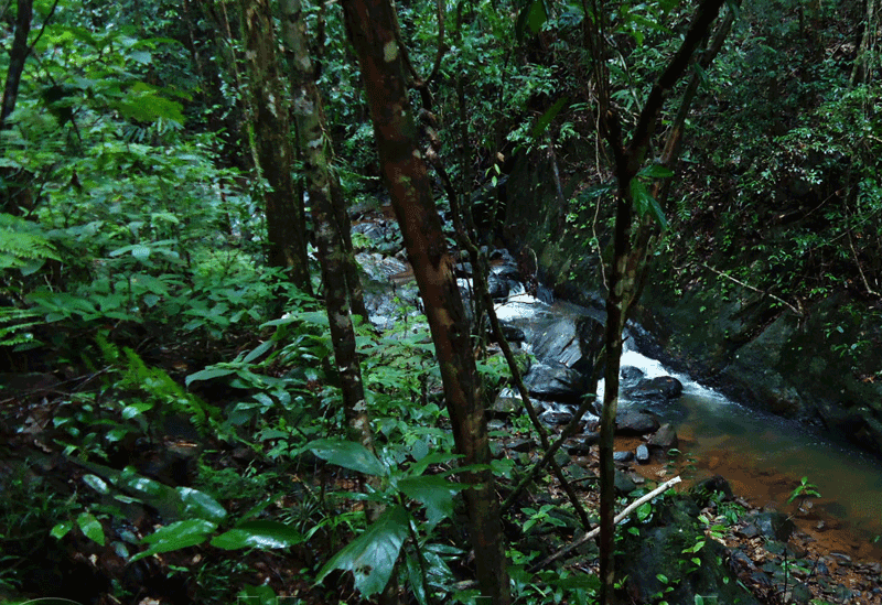 Sinharaja Forest Reserve Sri Lanka