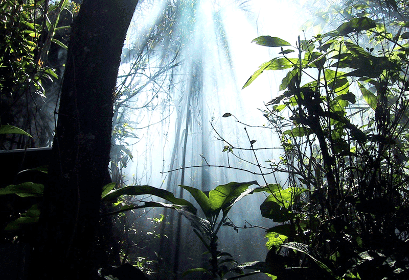 Sinharaja Forest Reserve Sri Lanka