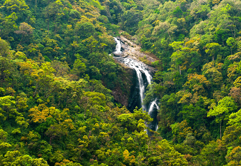 Sinharaja Forest Reserve Sri Lanka