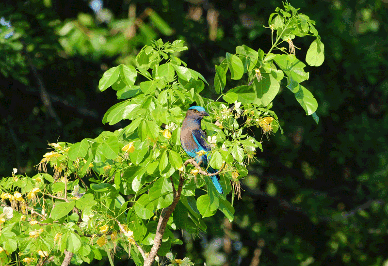 Sinharaja Forest Reserve Sri Lanka