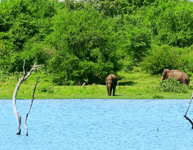 udawalawe