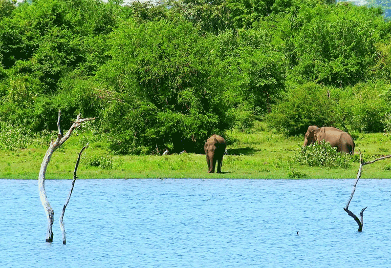 Udawalawa National Park Sri Lanka