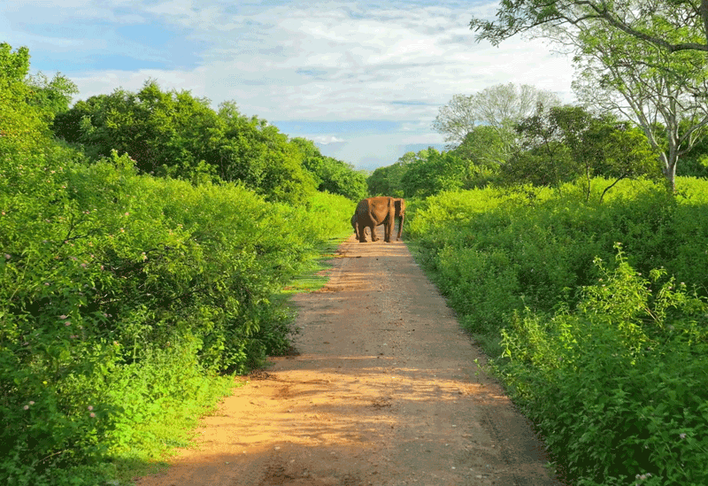 Udawalawa National Park Sri Lanka