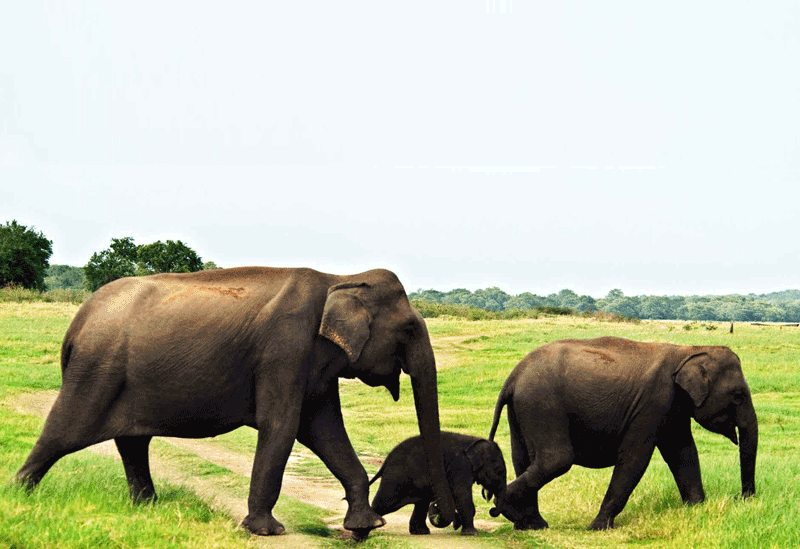 Udawalawa National Park Sri Lanka