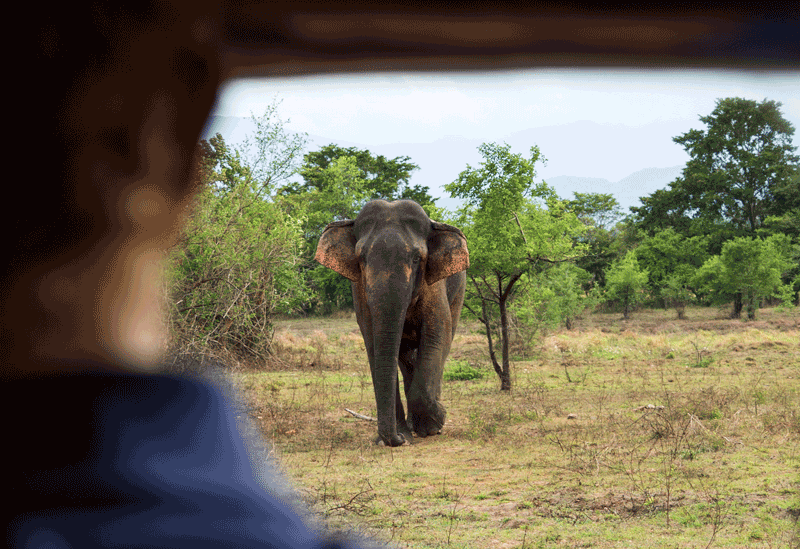 Wasgamuwa National Park Sri Lanka