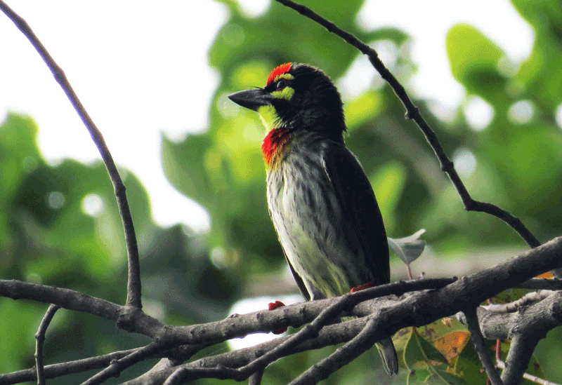 Wasgamuwa National Park Sri Lanka