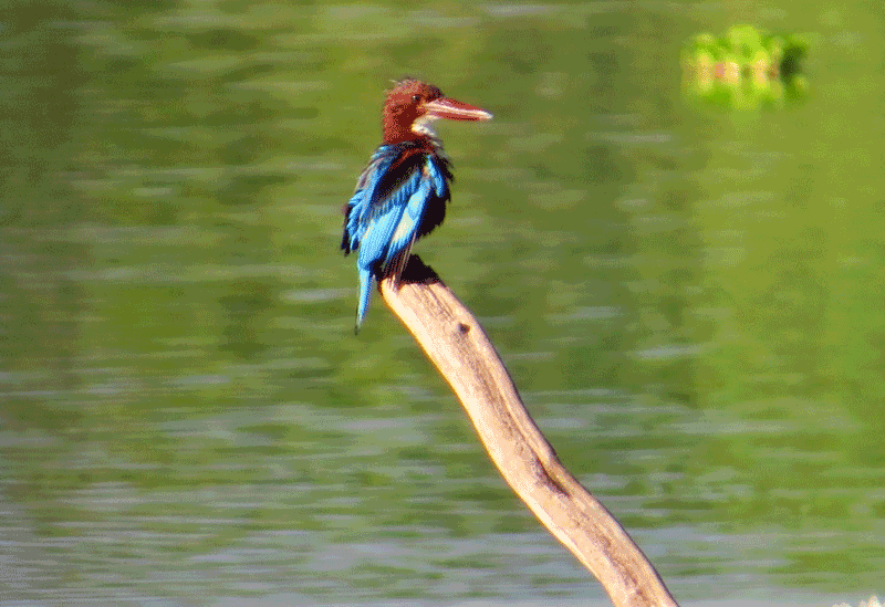 Wasgamuwa National Park Sri Lanka