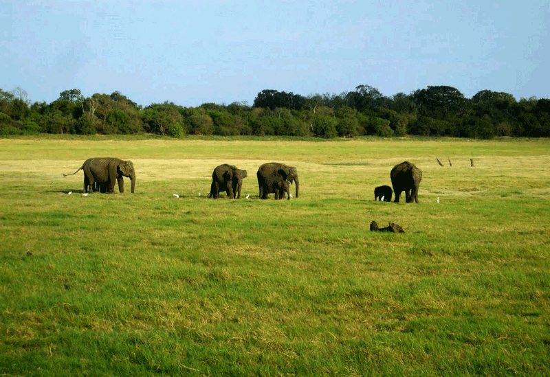 Wasgamuwa National Park Sri Lanka