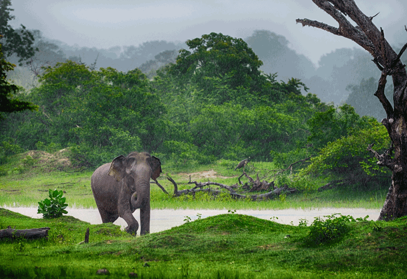 Wasgamuwa National Park Sri Lanka