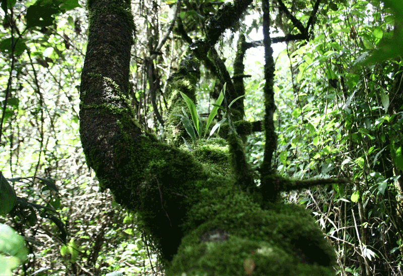 Wasgamuwa National Park Sri Lanka