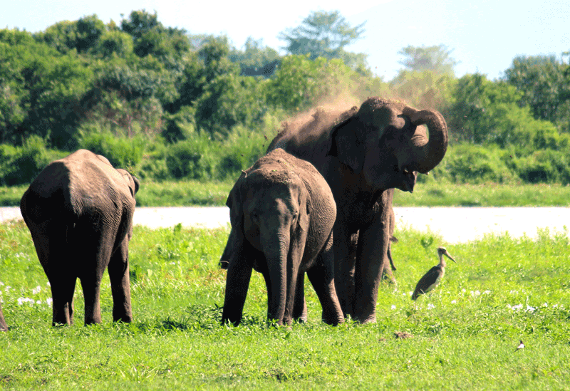 Wasgamuwa National Park Sri Lanka