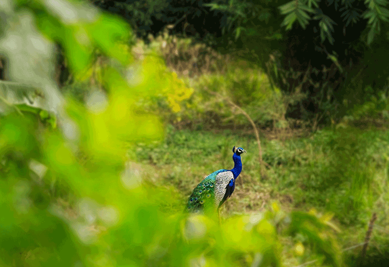 Wasgamuwa National Park Sri Lanka