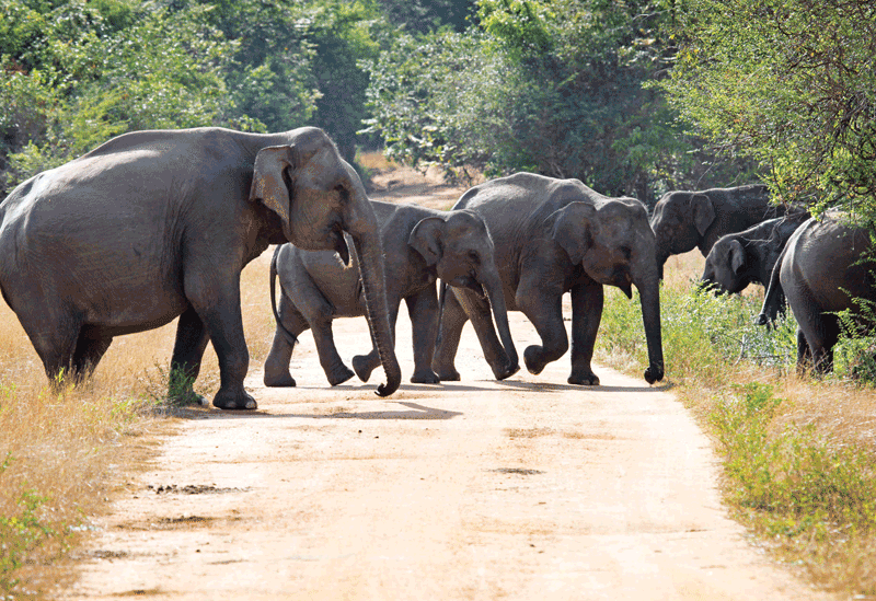 Wasgamuwa National Park Sri Lanka