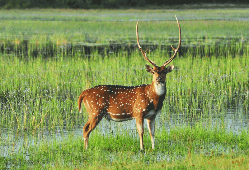 Wilpattu National Park Sri Lanka