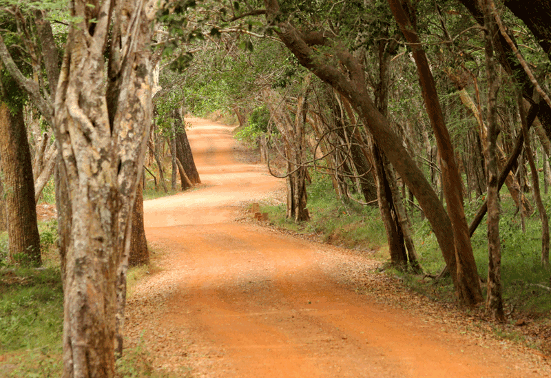 Wilpattu National Park Sri Lanka