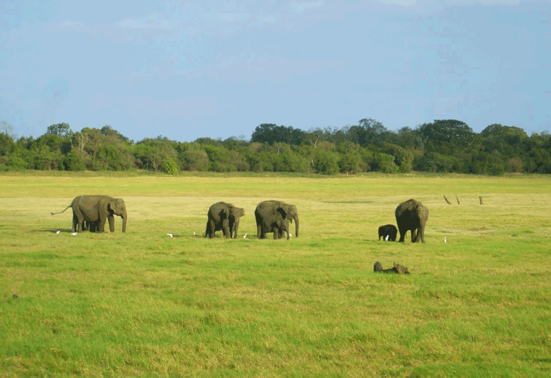 Wilpattu National Park Sri Lanka