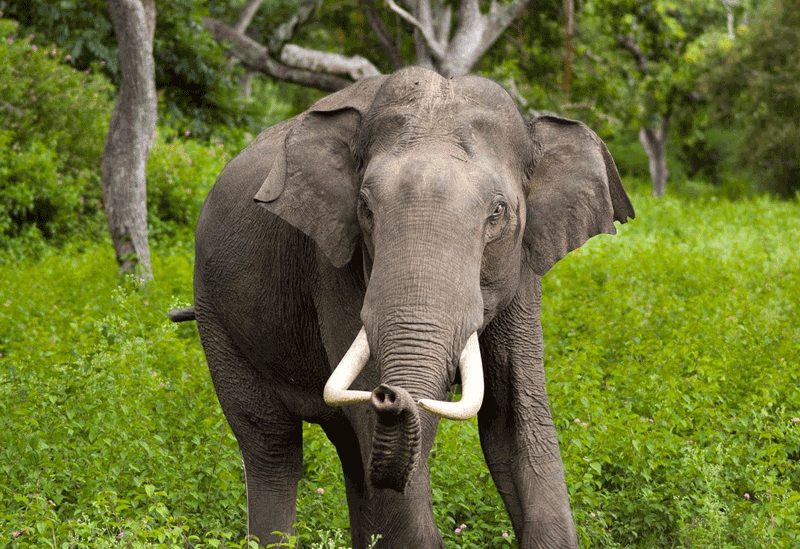 Wilpattu National Park Sri Lanka