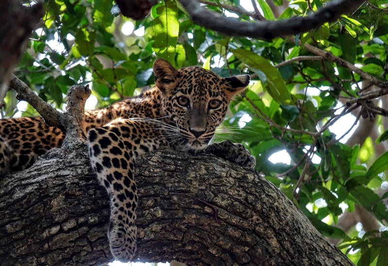 Wilpattu National Park Sri Lanka