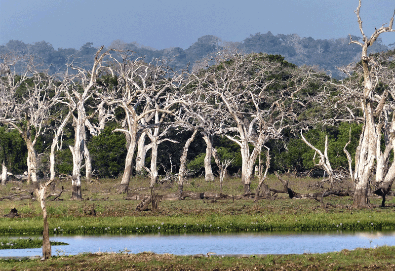 Yala National Park Sri Lanka