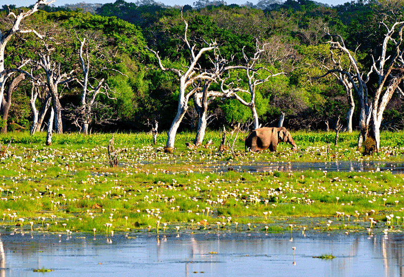 Yala National Park Sri Lanka