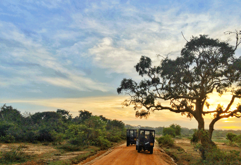 Yala National Park Sri Lanka