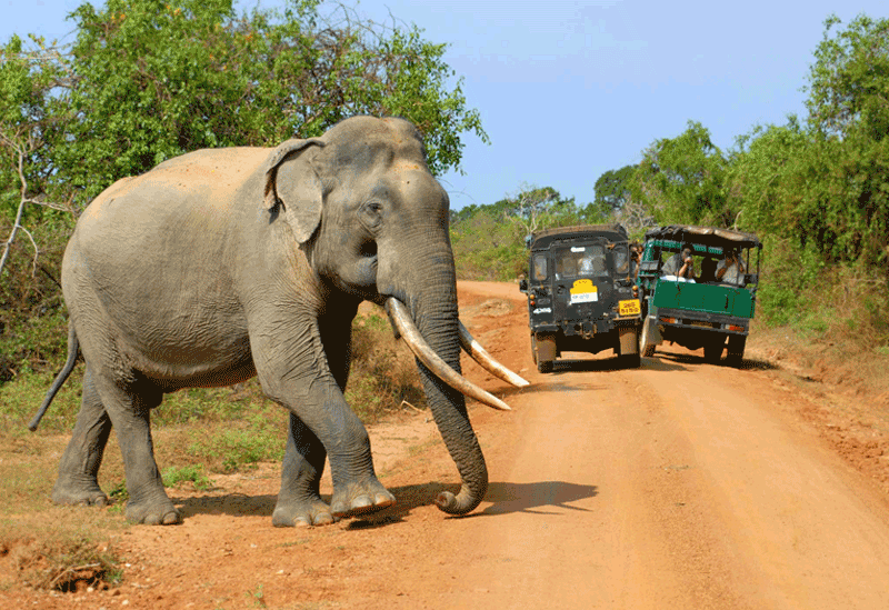 Yala National Park Sri Lanka